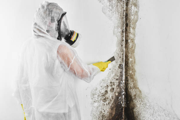 Mold Removal Process in Barnwell, SC