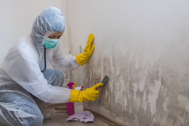 Best Black Mold Removal  in Barnwell, SC