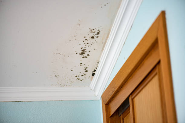 Crawl Space Mold Removal in Barnwell, SC