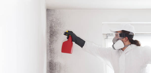 Best Toxic Mold Removal  in Barnwell, SC