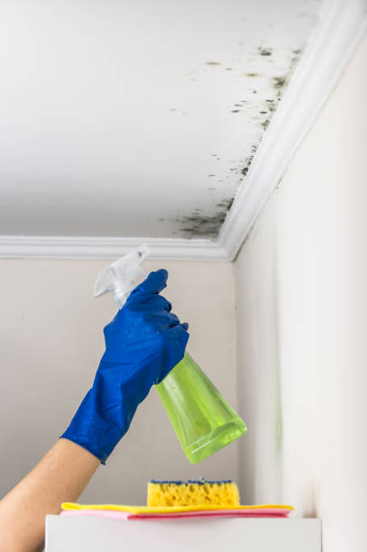 Best Local Mold Removal Service  in Barnwell, SC